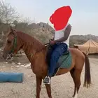 بيع حصان شعبي .