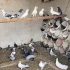 حمام بلدي مشكل