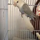 روز
