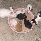 أرانب شرط للبيع