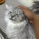 ثلاث قطط لطيفه وحلوه