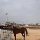 حصان شعبي