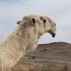 جمل اوضح باتلي