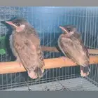 فروخ بلبل العراقي خدود بيضه