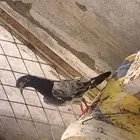عندي طير مفقود الموقع العيتيبيه