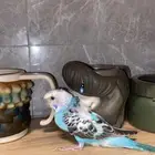 بادجيات هولنديه هوقو وعاديه اليفه