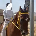حصان ورق