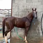 فرس عربيه شعبيه