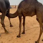 قعدان للبيع