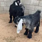 تيوس