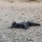 قطوه للبيع عندنا موالفه