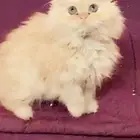 قطط لبيع