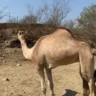 بكرهرباع للبيع