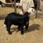 رخل. نجديه. تضحي. تم البيع.
