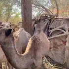 قعود لبيع مفرود