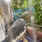 عصفور كروان