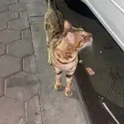 قط بنغال للبيع
