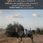 حصان واهو