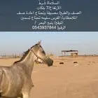 فرس