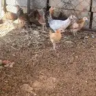 فروخ دجاج عمر 3 شهور