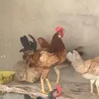 ديكين للبيع