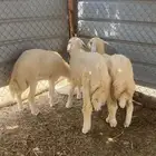طليان