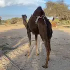 ناقه ساحليه كفو