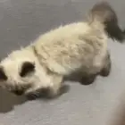 بسه