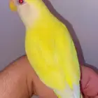 ذكر روز اينو اليف