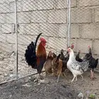 دجاج و شبك