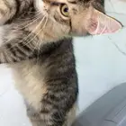 ذكر بلدي للتبني