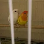 زوج روز منتج