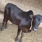 حسلان للبيع ذكور
