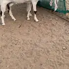 عنز مطوره دافع جرم فحل