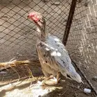 دجاج باكستاني