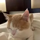 قطه للتبني