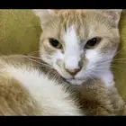 قطط تبني
