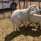 طليان. واحد كبير. خروف. وثنين صغار خروف ورخل