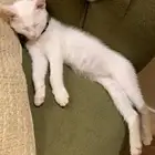 قطه للتبني عمر شهرين
