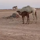 ناقه ام رابع ضروبه للبيع الحوار مهو للبيع