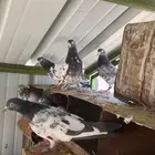 حمام بكستاني تيدي