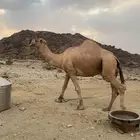 بعير للبيع كفو