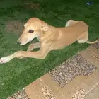 سلقة أصيل ولد أصيل وأبوه ماخذ الأول في قطار