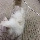 قطوه
