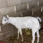 أنثين تيوس العمر4شهور