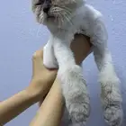 قط همالايا للتبني