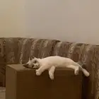 قط للبيع ذكر عمره قريب الزواج