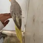 كروان أنث أليفه مشروطه