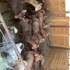 تيوس وعنقان حص