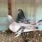 حمام تركي يقلب صندقه تم البيع